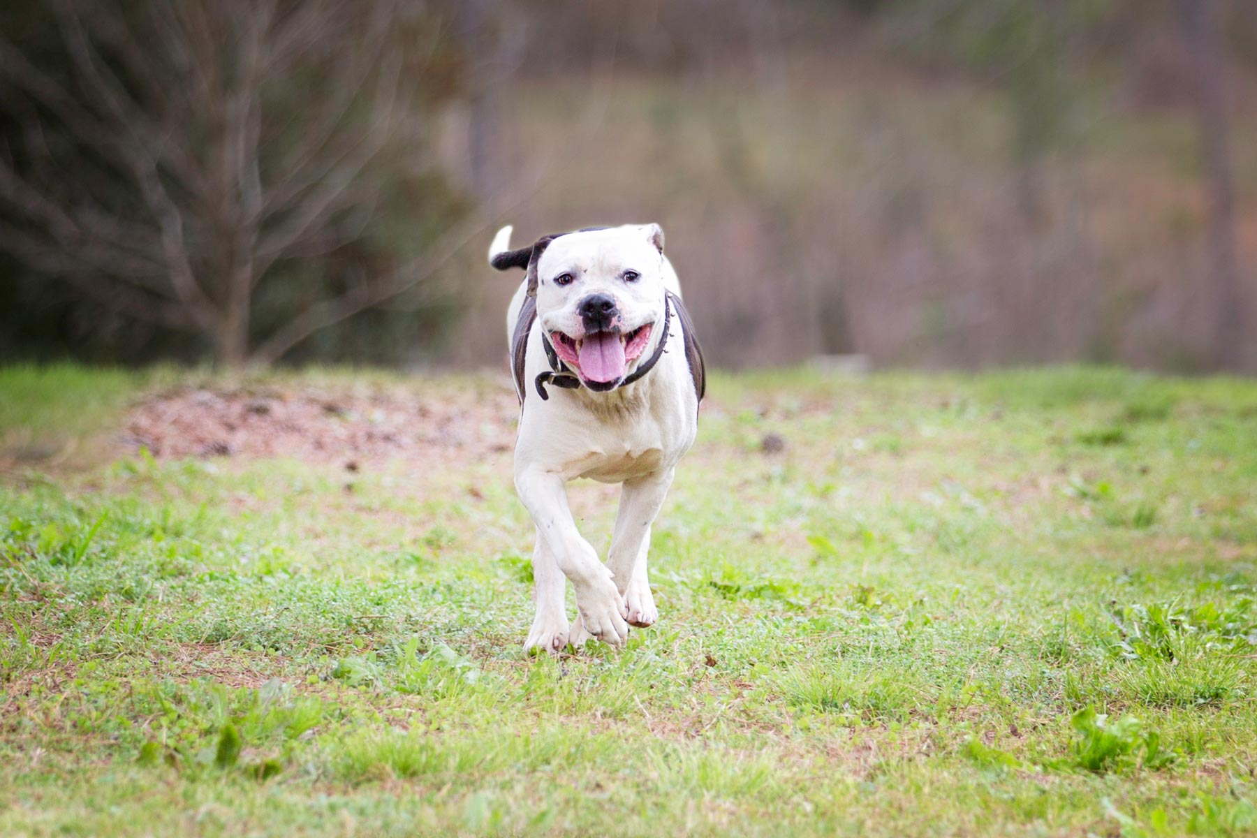 Rescue K911 is an animal shelter located in Camp Hill, AL.